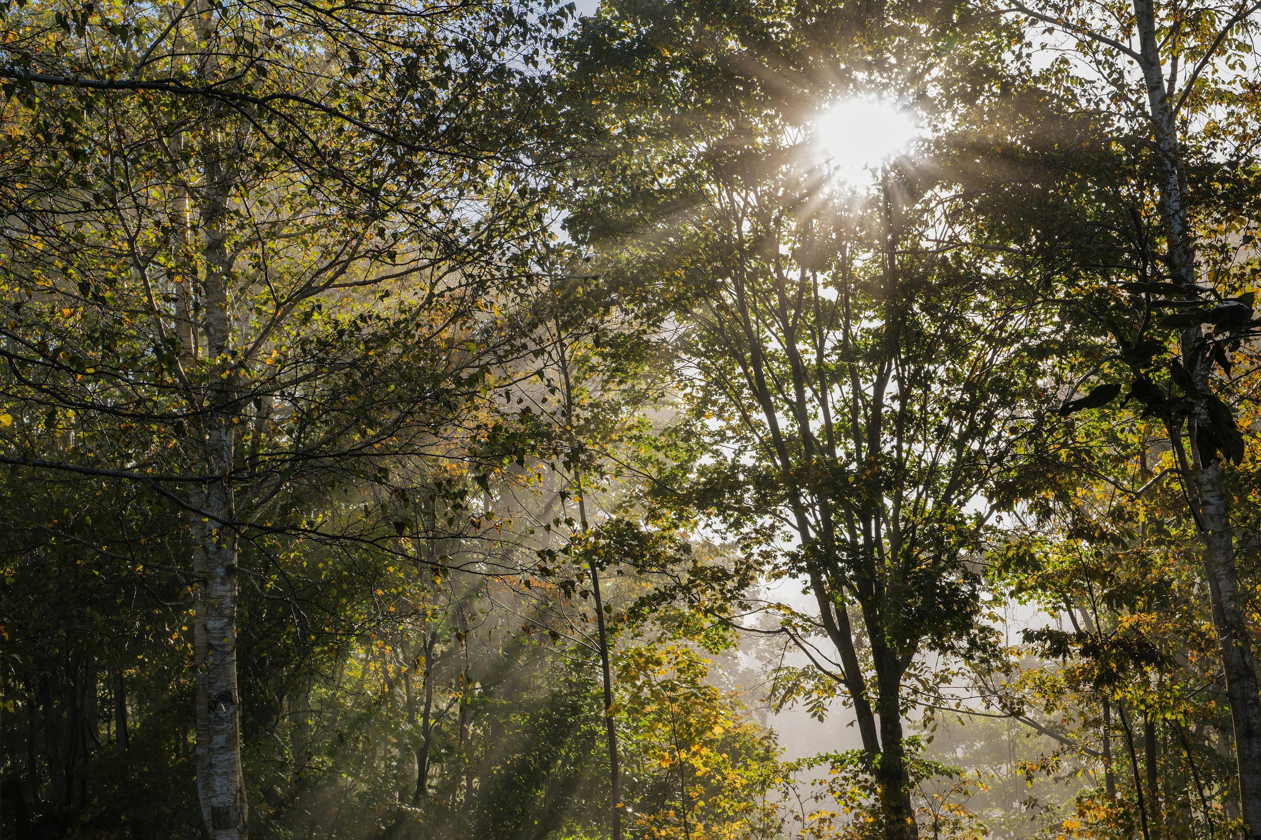 Photo by Yoichi Watanabe
